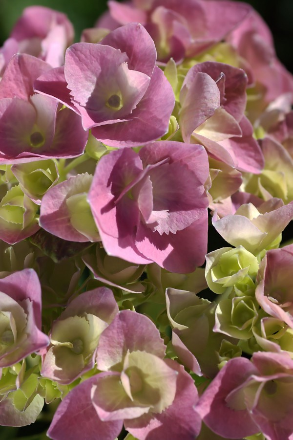 Hydrangea In Pink by Joy Watson