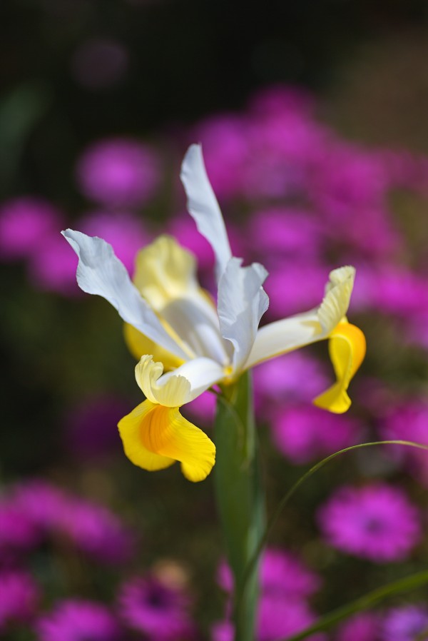 Iris Over Pink Daisies  by Joy Watson