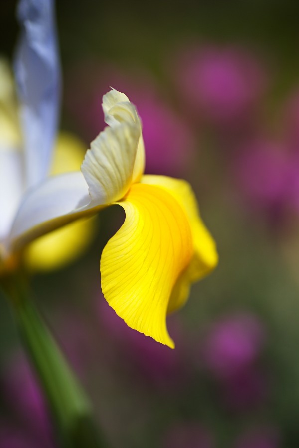 Iris In Side Face by Joy Watson