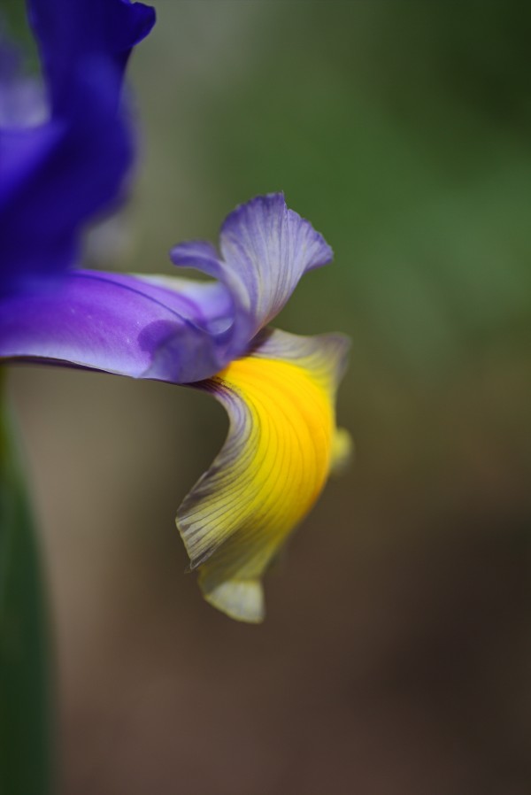 Iris Face Petals by Joy Watson