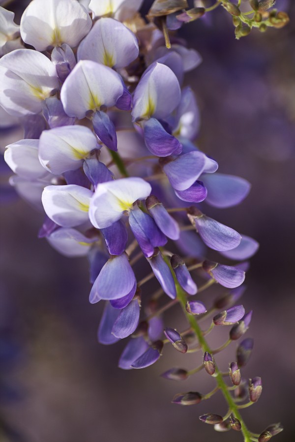 Loving Purple Wisteria by Joy Watson