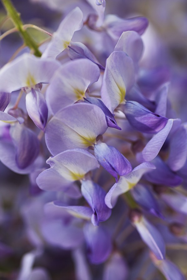Wisteria Of Romance by Joy Watson