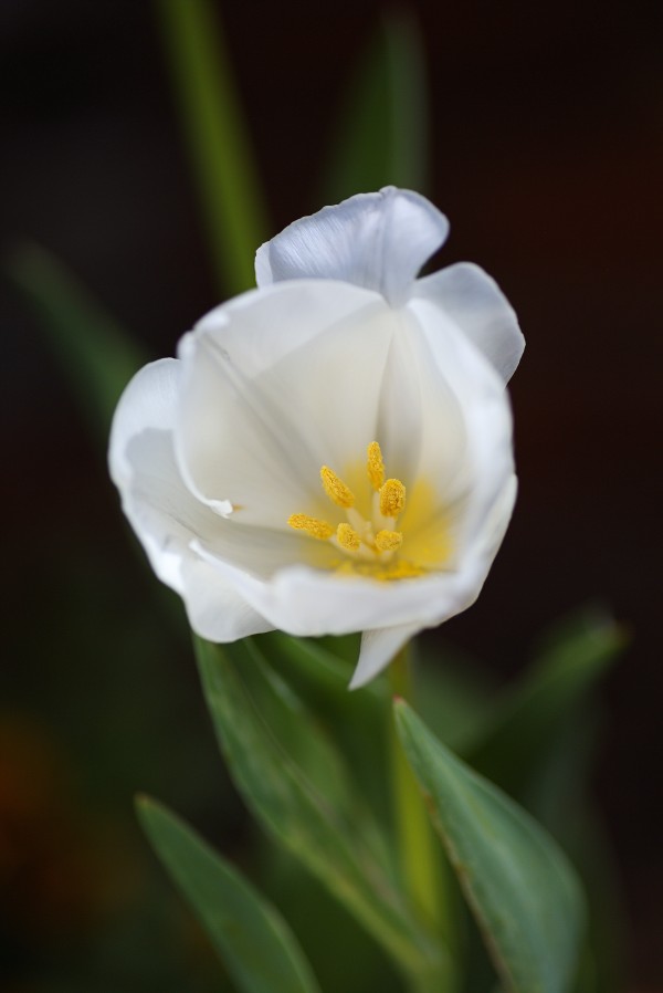 Full White Tulip by Joy Watson