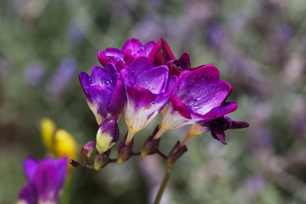 Purple Freesias Hand by Joy Watson