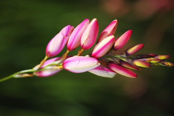 African Corn Lily Bloom by Joy Watson