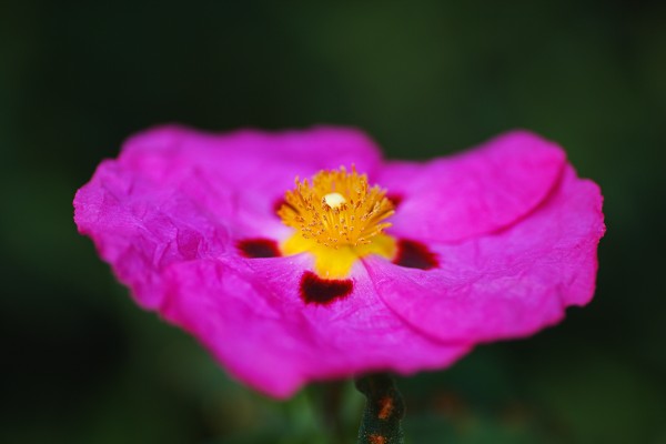 The Australian Hibiscus Desert Rose by Joy Watson