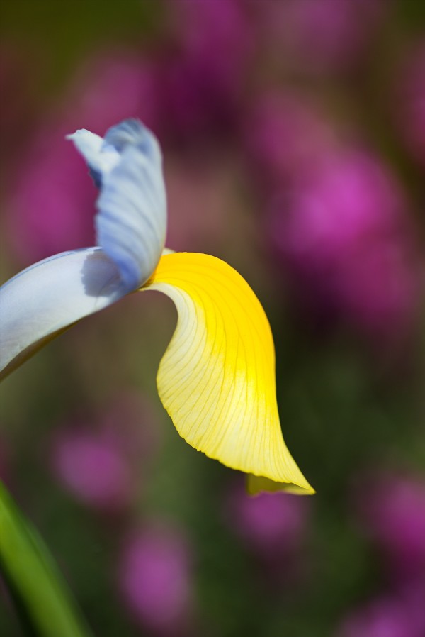Dutch Iris Symphony Flower by Joy Watson
