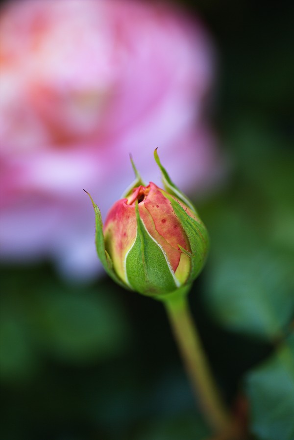 Beautiful Rose Bud by Joy Watson