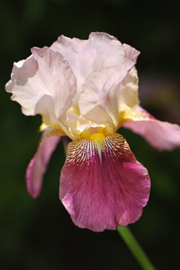 Bearded Iris Medium Pink Flower by Joy Watson