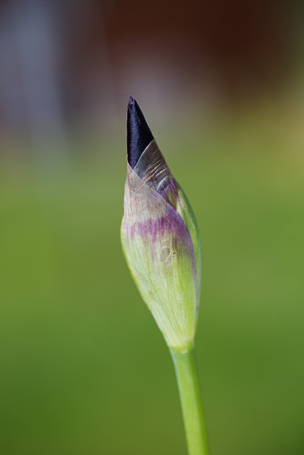 Purple Iris Bud Spring by Joy Watson