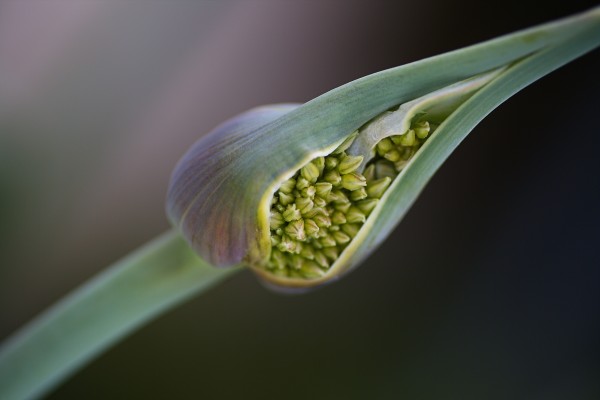 Garlic Bud Spring by Joy Watson