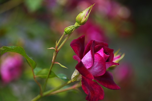 Rose Bud Pink by Joy Watson