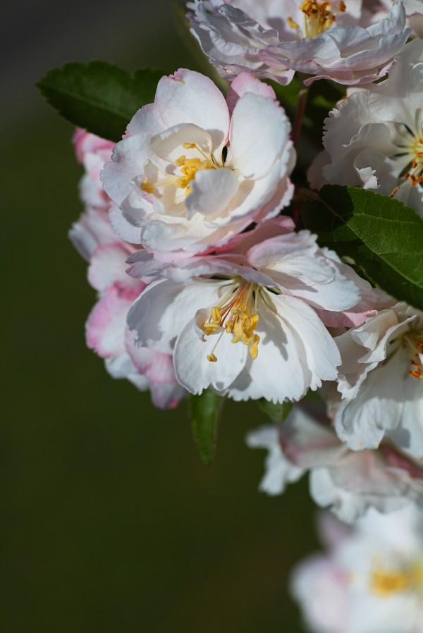 Crabapple Flowers by Joy Watson
