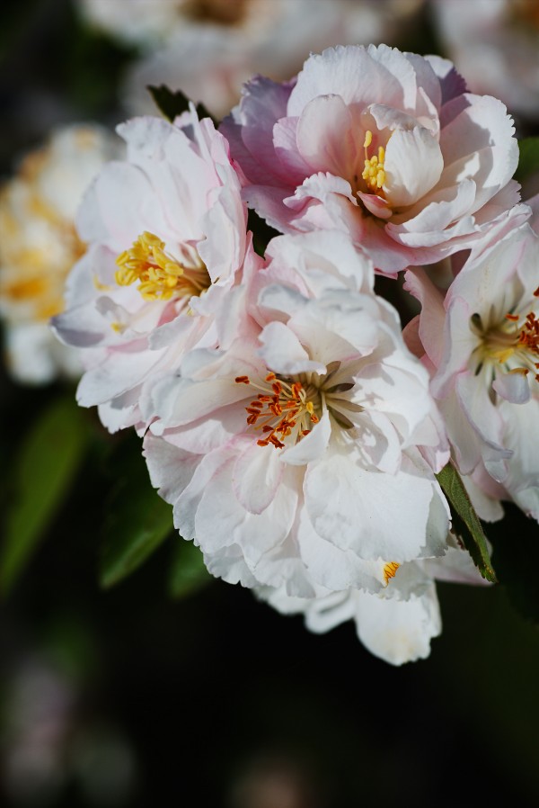 Crabapple Flowers Bloom  by Joy Watson