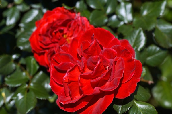 The Two Red Roses by Joy Watson