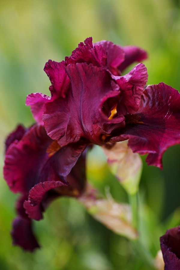 The Burgundy Bearded Iris by Joy Watson