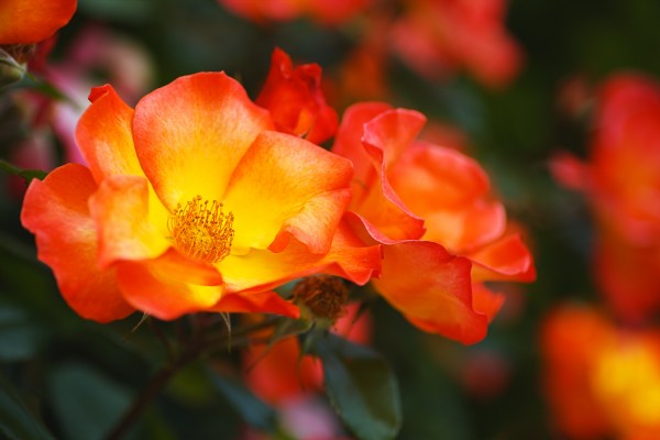 Glowing Orange Red Rose by Joy Watson