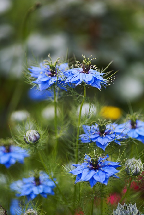 The Love In The Mist Display by Joy Watson