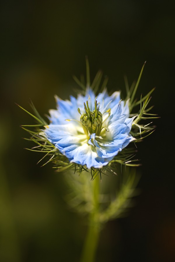 Love In The Mist flower Opened by Joy Watson