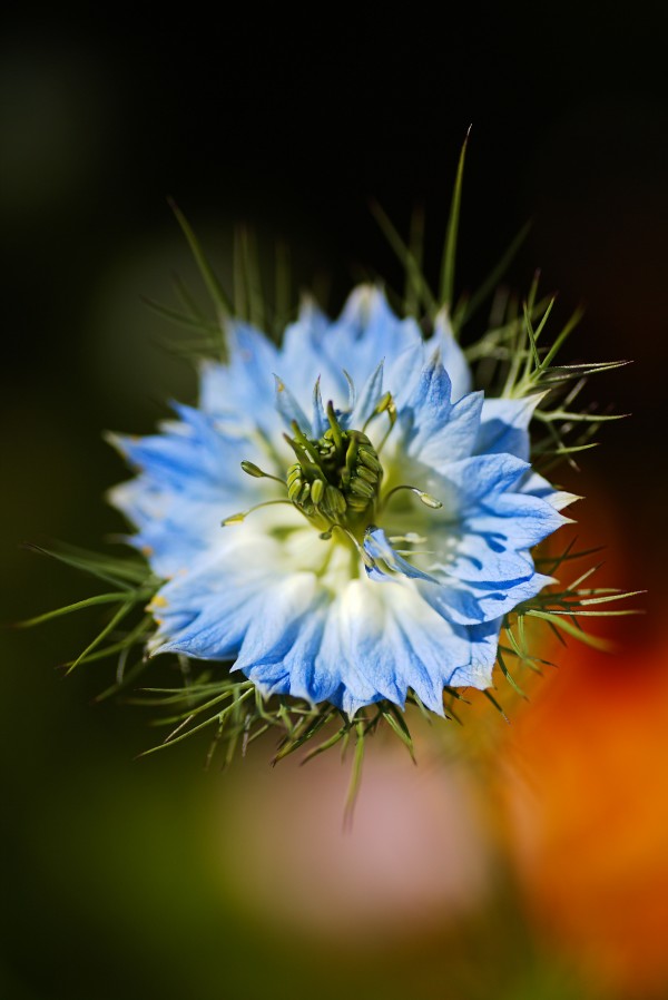 Nigella Flower by Joy Watson