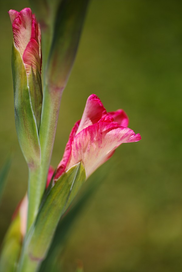 Gladiolus Pink Flowering Buds by Joy Watson