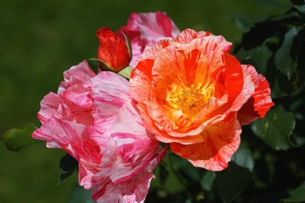 Three Scentimental Rose Flowers by Joy Watson
