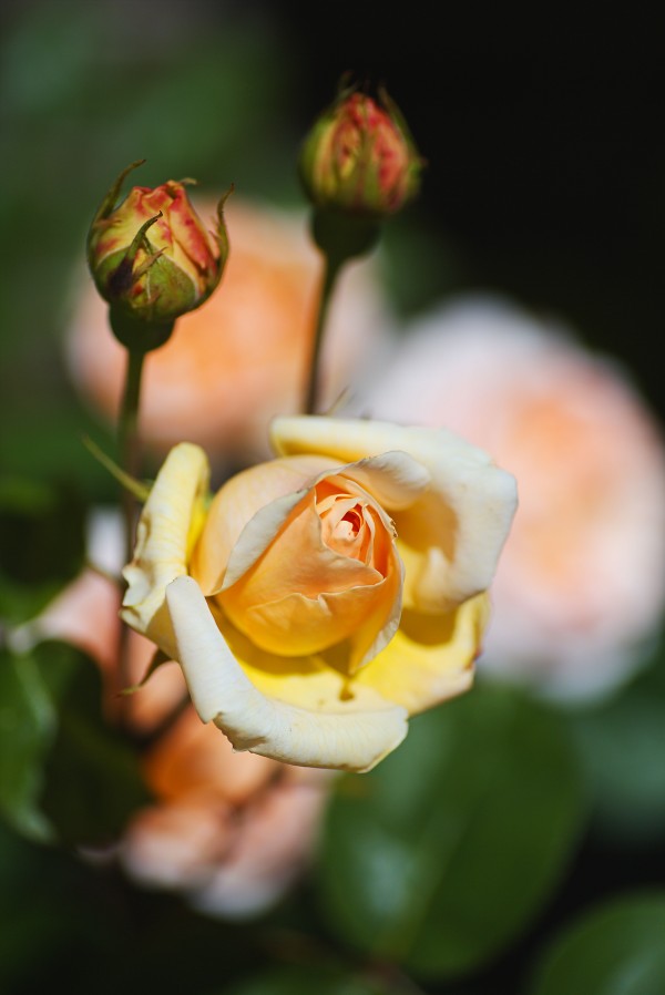 Yellow Rose Buds Three by Joy Watson