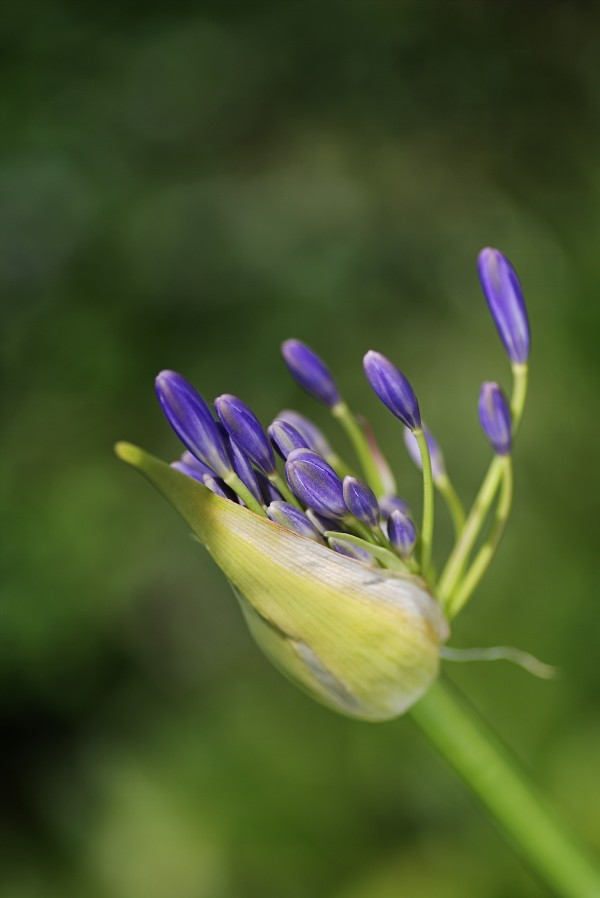 Opening Agapanthus  by Joy Watson