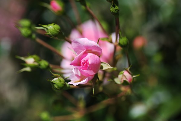 Pink Reaching Rose Buds by Joy Watson