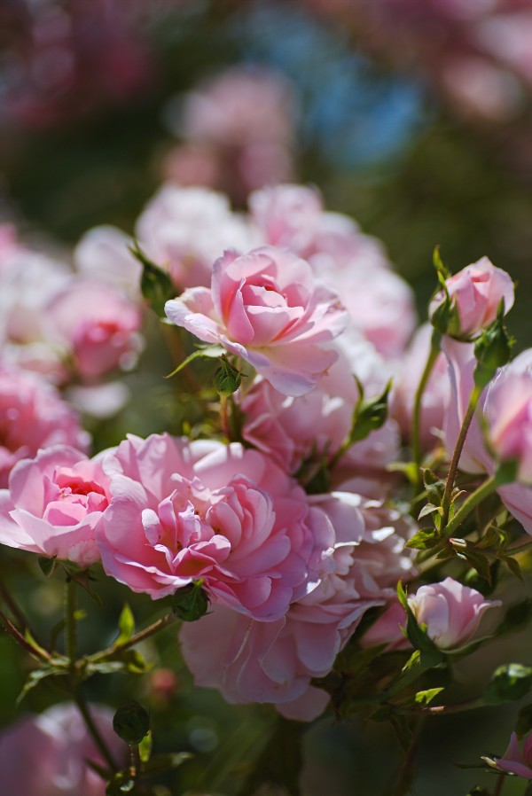 Roses Romantic Pink by Joy Watson