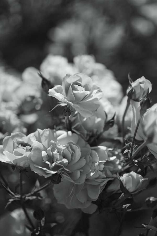Gorgeous Blank and White Roses by Joy Watson