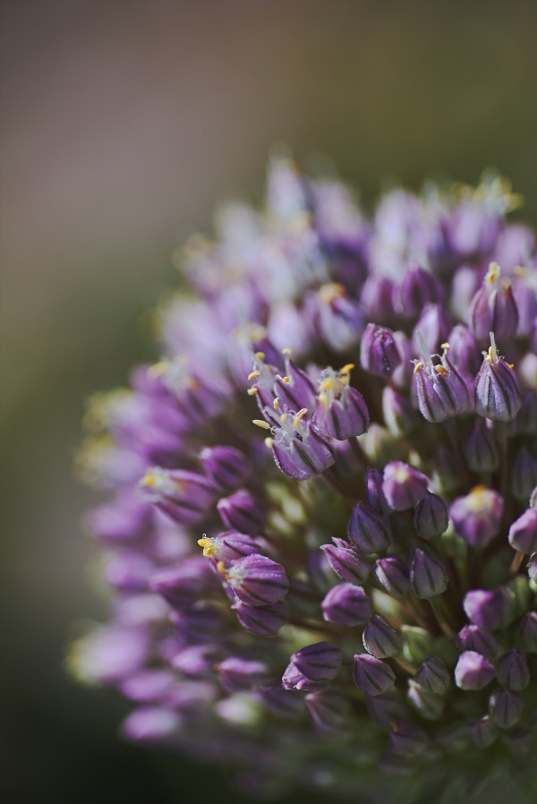 The Garlic Flower by Joy Watson
