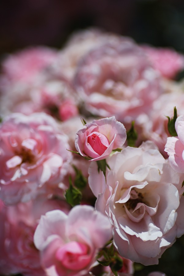 Bud In The Bunch Roses by Joy Watson