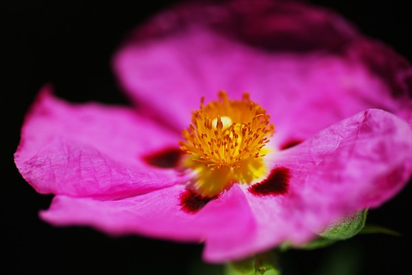 Hibiscus Australian by Joy Watson