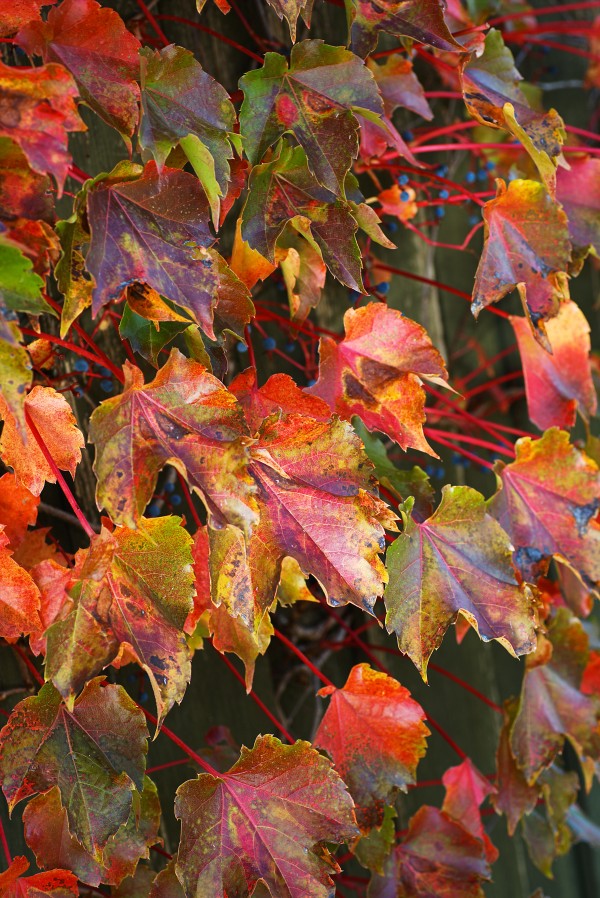 Autumn Leaves by Joy Watson