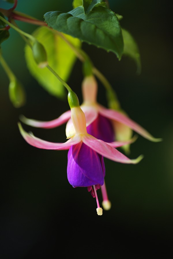 Fuchsia Flowers by Joy Watson