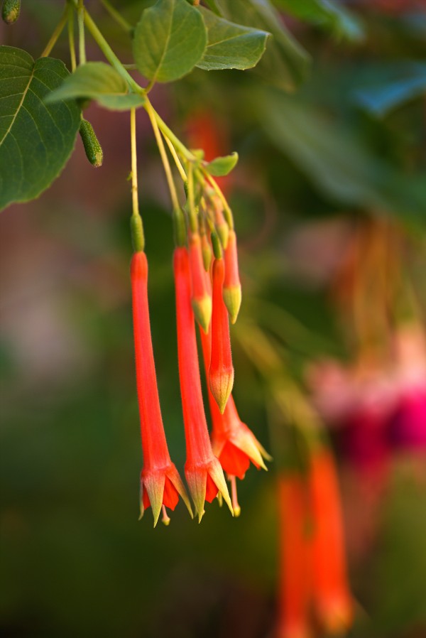 Long Fuchsia Flowers by Joy Watson