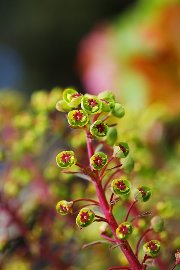 The Mediterranean Spurge Plant  by Joy Watson