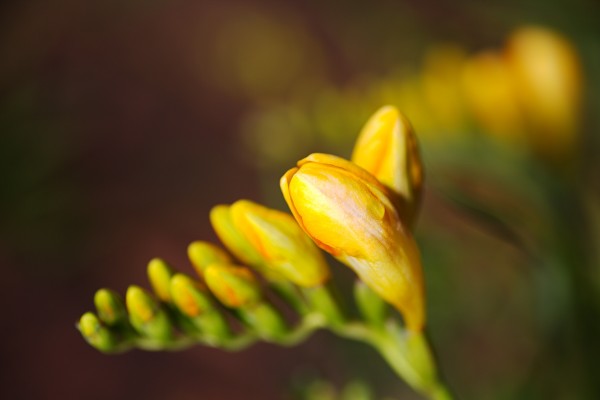 Freesia Flower Hand With Raindrop  by Joy Watson