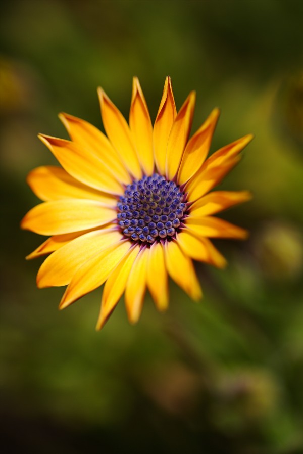 The African Daisy  by Joy Watson