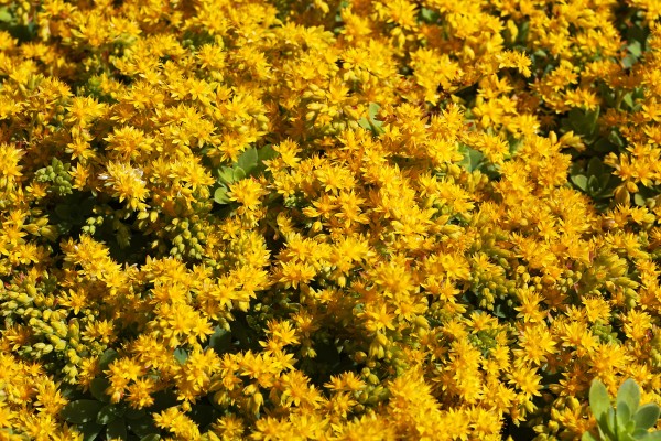 Chicks and Hens Yellow Flowers by Joy Watson