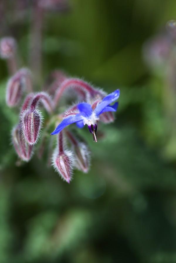 Borage Flower by Joy Watson