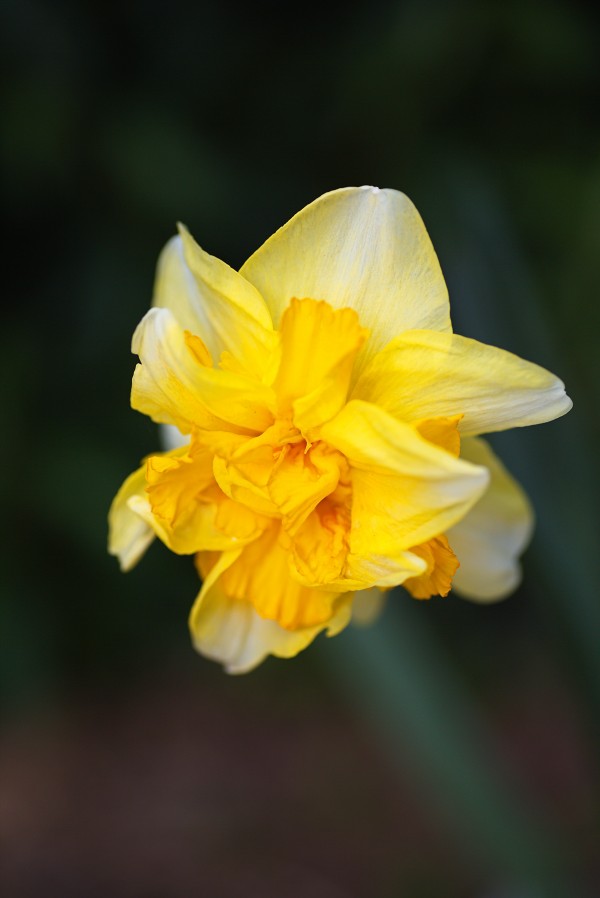 Double Daffodil Yellow by Joy Watson