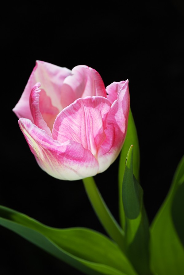 Tulip Pink and Soft White by Joy Watson