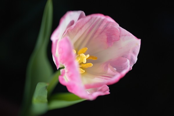 The Opening Pink Soft White Tulip by Joy Watson