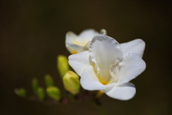 The White Freesia Flower by Joy Watson