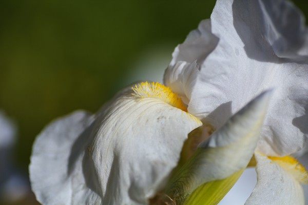 A Tall Bearded Iris White  by Joy Watson