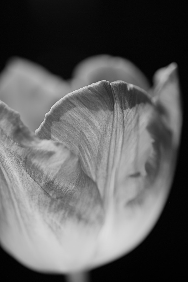 Tulip Cup Black and White by Joy Watson