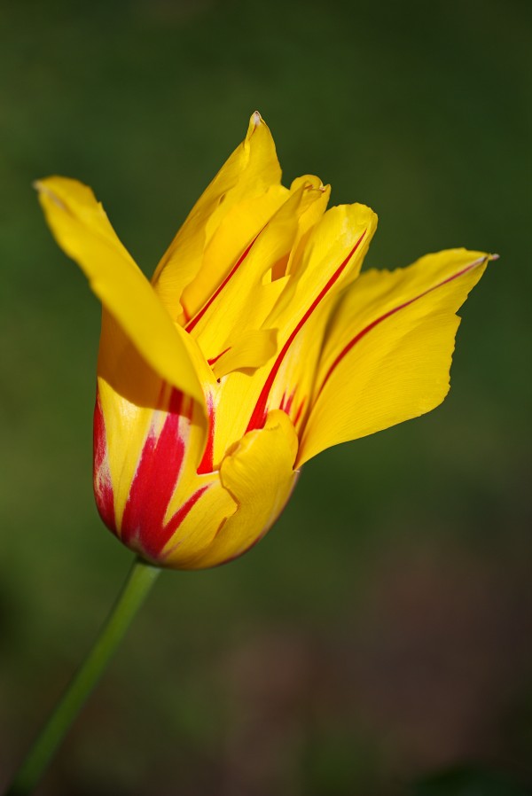 Red Stripe Yellow Tulip  by Joy Watson
