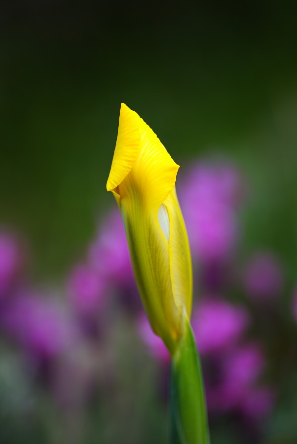 Iris Hope by Joy Watson
